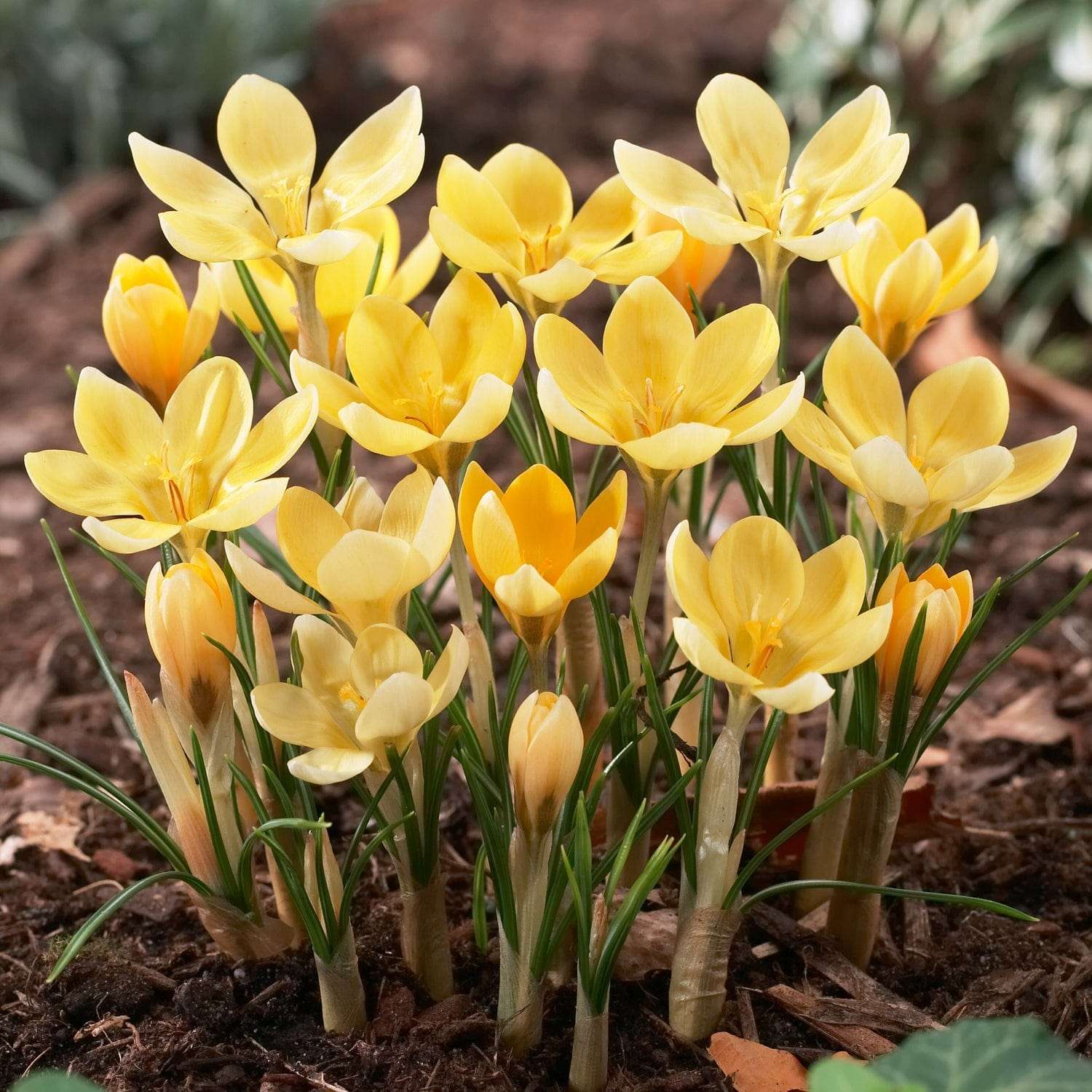 Crocus 'Romance'